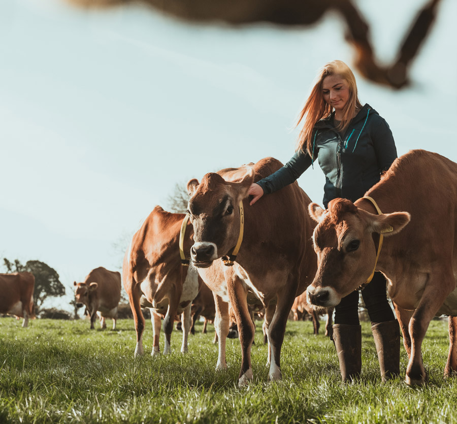 Woman stands in pasture surrounded by brown cows.