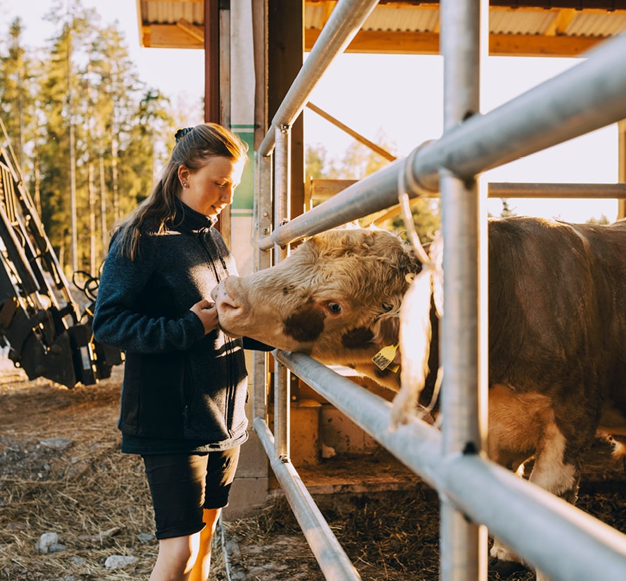 A woman feeds a cow through a metal gate.