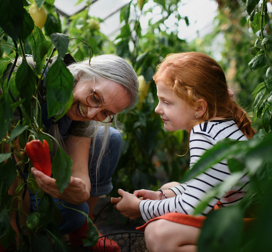A grandmother shows her granddaughter a ripe bell pepper growing on the vine.