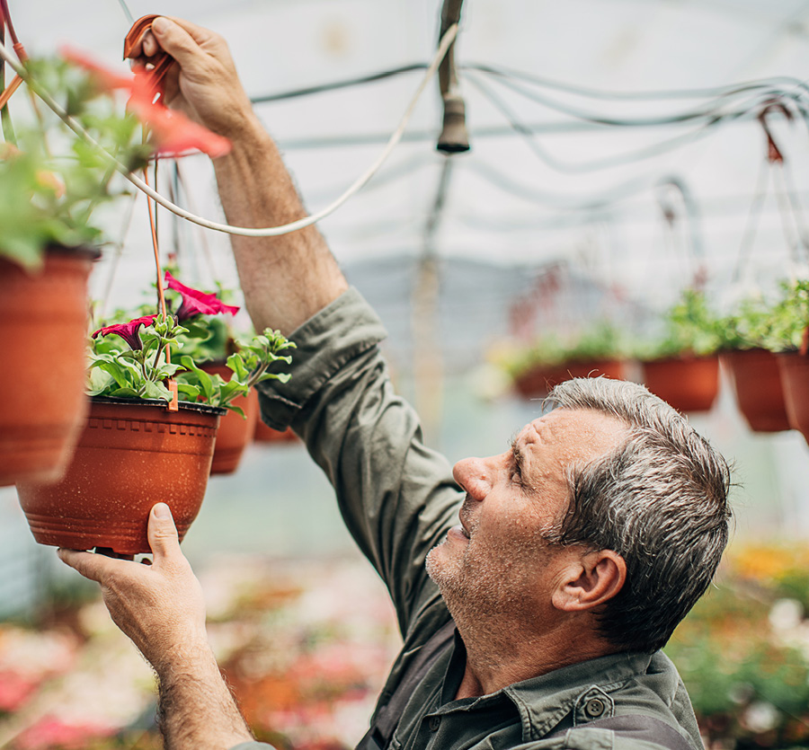A man reaches up to remove hanging basket of flowers in greenhouse.